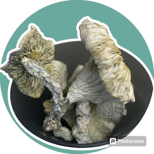 Albino Pink Buffalo - Dried